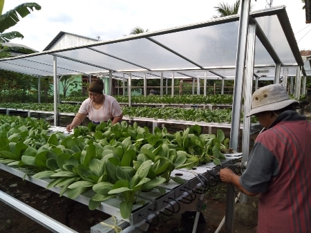 Dampak Corona Purwandi Gantung Kamera Beralih Menjadi  Petani Sayur 