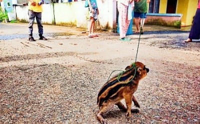 Aneh Anak Babi Hutan Berkeliaran di Komplek Perumahan di Tengah Kota Jambi