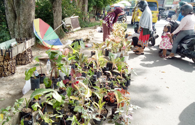 Tanaman Hias Booming di Masa Pandemi COVID-19 di Kota Jambi
