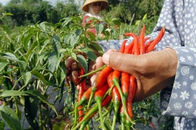 cabe2.jpg