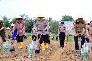 jagung2.jpg