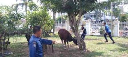 Sapi Qurban Milik Istri Alm Zurman Manap Lepas dan Lari Ke Rumah Warga