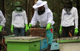 Melirik Budidaya Madu di Hutan Tanaman Industri