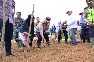 tanamjagung1.jpg