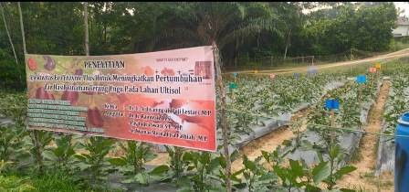 terong2.jpg