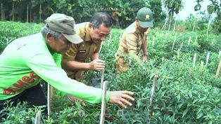 Pemkab Tanjabtim Panen Cabai di Desa Kota Baru, Sekda Dialog Bersama Petani